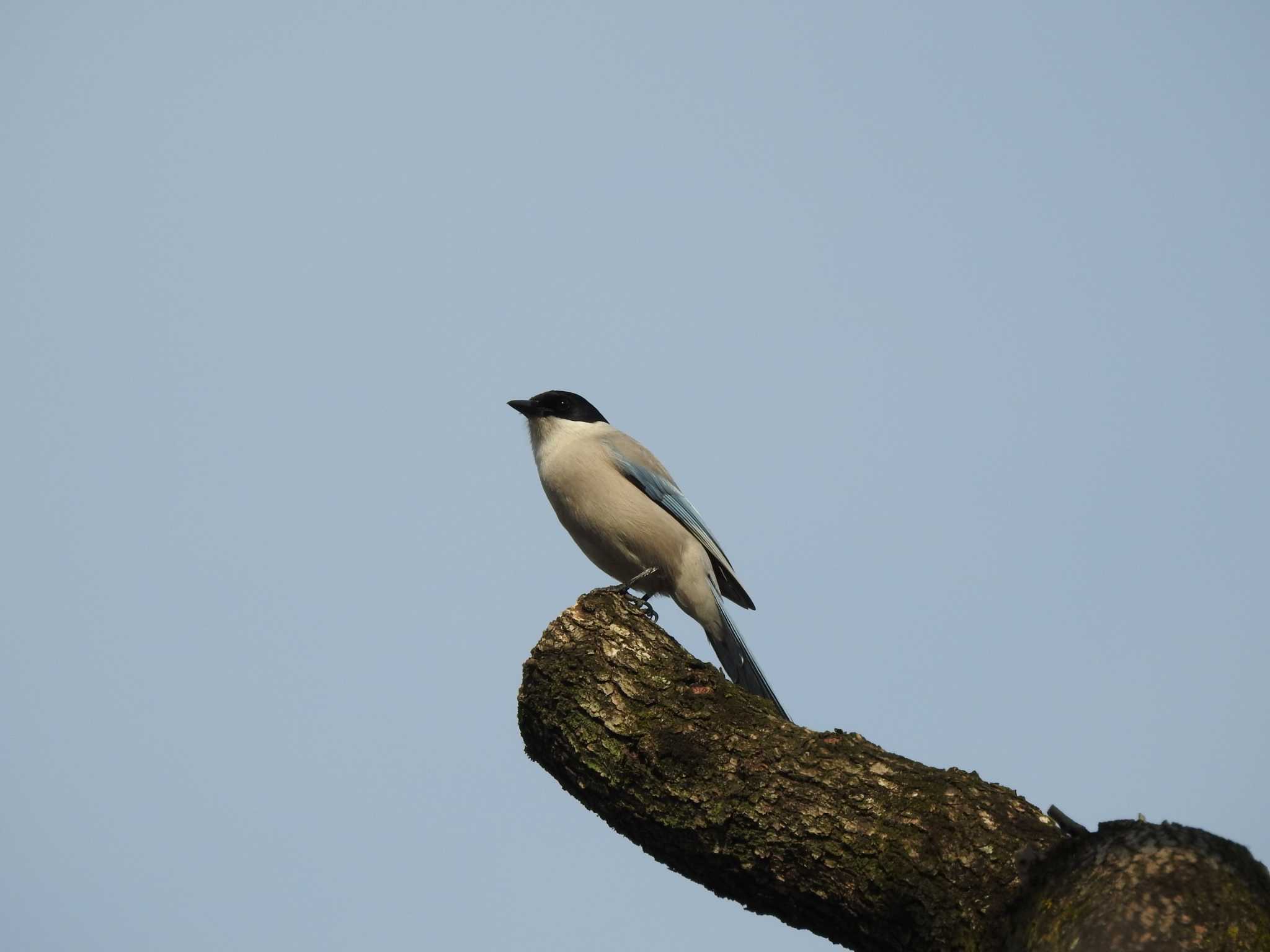 Photo of Azure-winged Magpie at Hibiya Park by TK2