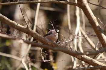 エナガ 丸火自然公園 2020年2月23日(日)