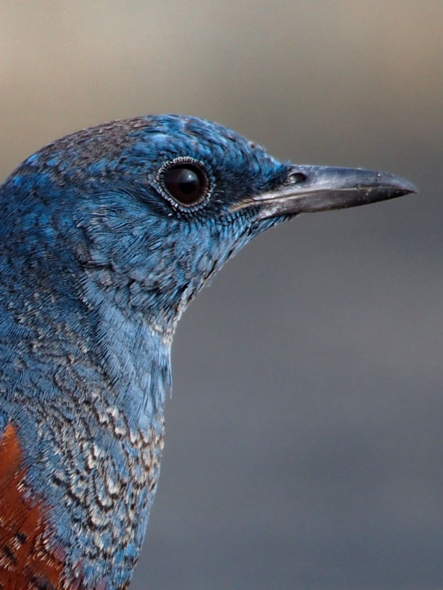 Photo of Blue Rock Thrush at 和歌山県田辺市扇ヶ浜 by ネコゆきち