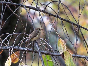 Red-breasted Flycatcher Osaka castle park Sun, 11/22/2015