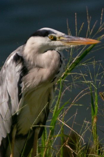 Grey Heron 和歌山県田辺市会津川 Fri, 10/4/2019