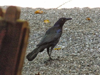 Great-tailed Grackle コスタリカ Unknown Date