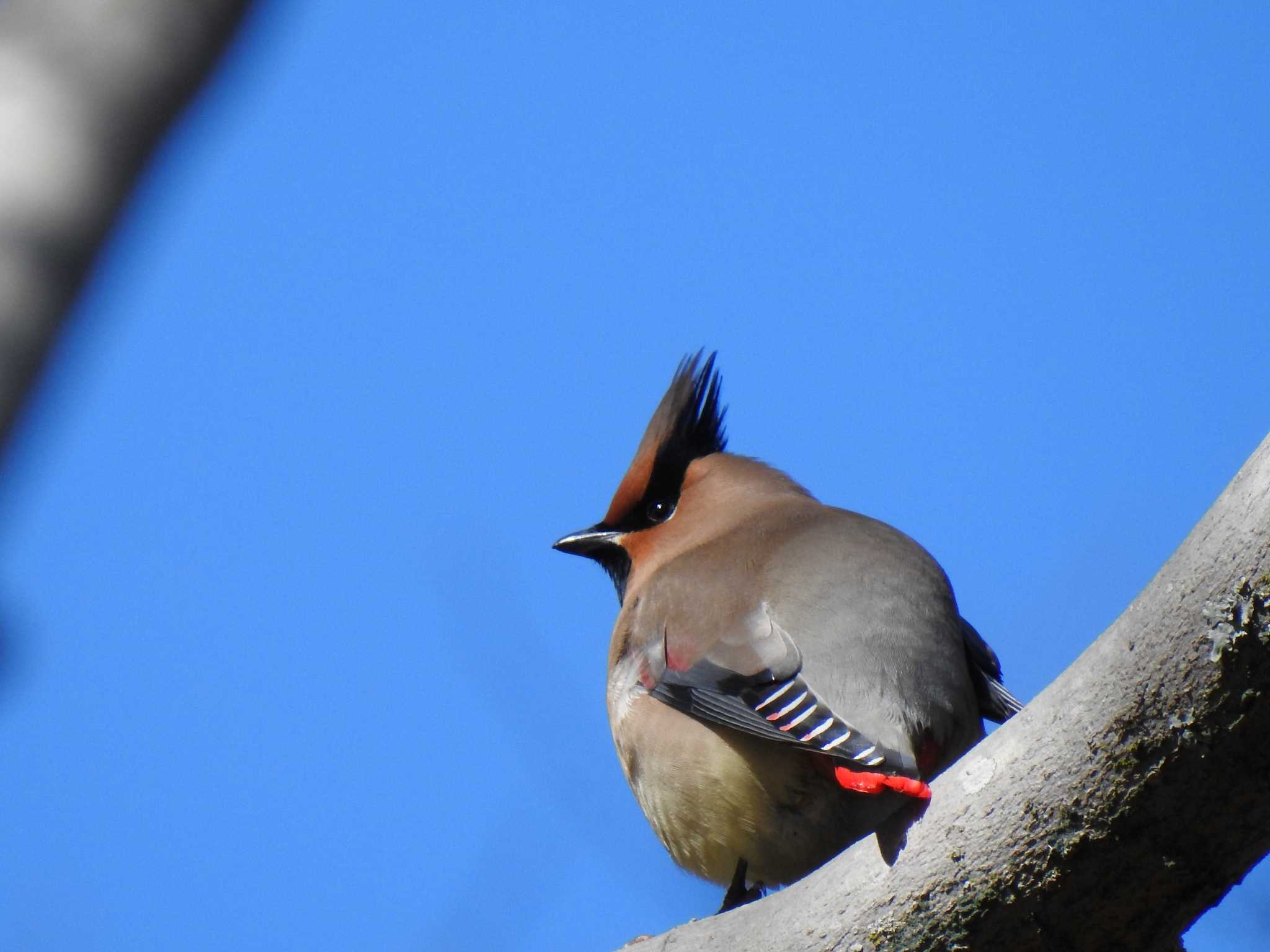 Photo of Japanese Waxwing at 千波公園 by スカイパパ