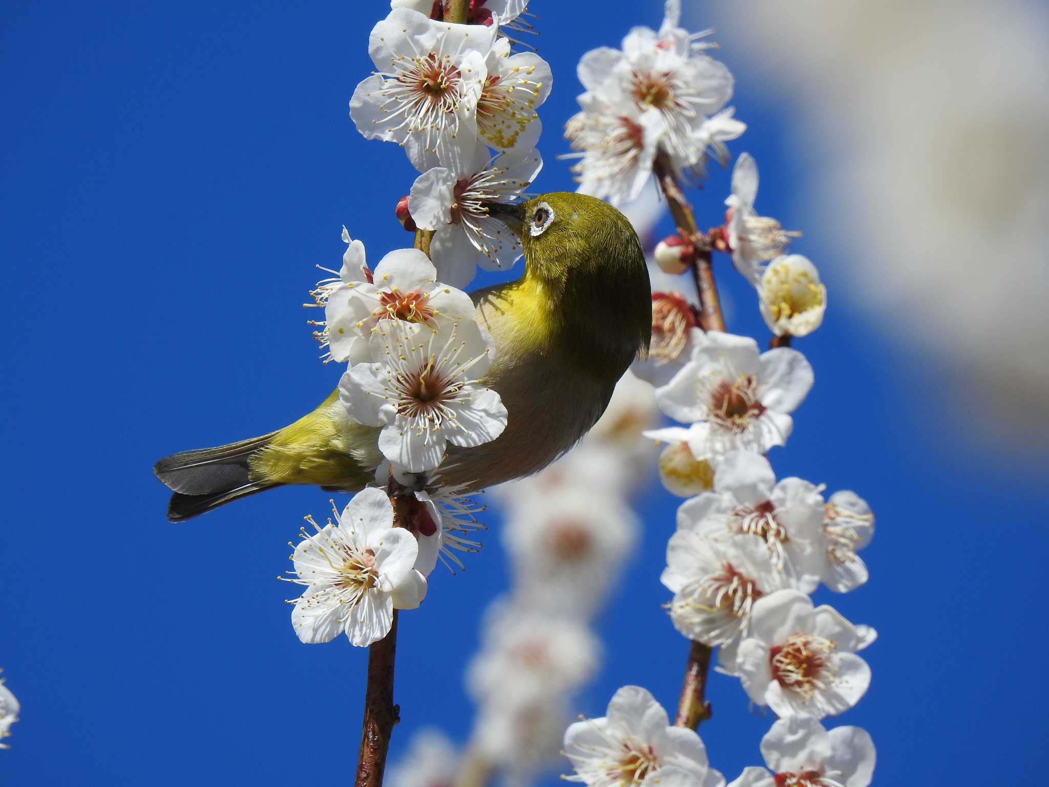 Photo of Warbling White-eye at 千波公園 by スカイパパ