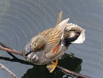 Gadwall Osaka castle park Sun, 11/22/2015