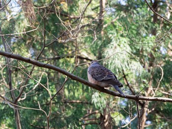 2020年2月27日(木) 泉の森公園の野鳥観察記録