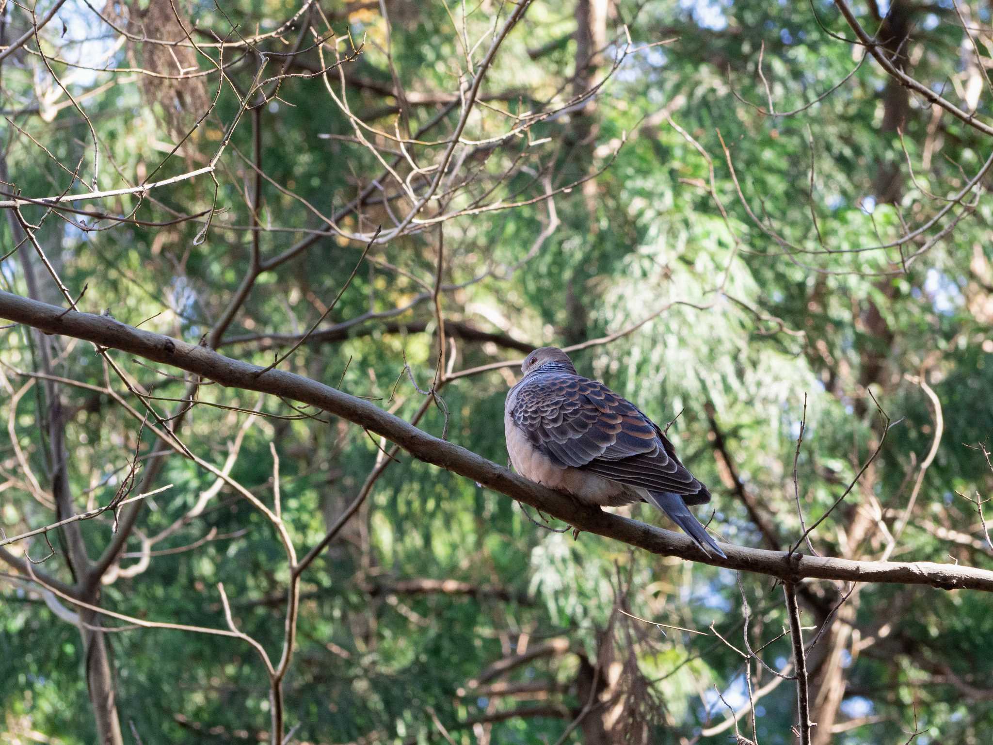 泉の森公園 キジバトの写真 by Tosh@Bird