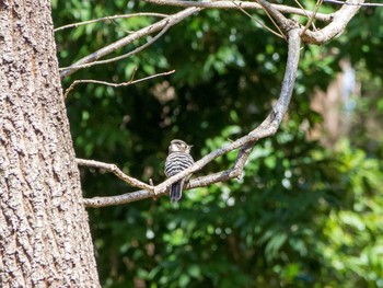Japanese Pygmy Woodpecker 泉の森公園 Thu, 2/27/2020