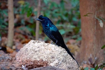 カザリオウチュウ タイ中部 2020年2月9日(日)