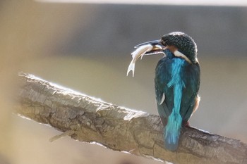 カワセミ 場所が不明 2019年12月3日(火)