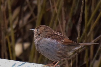 カヤクグリ 場所が不明 撮影日未設定