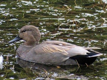 Gadwall Imperial Palace Sat, 11/7/2015