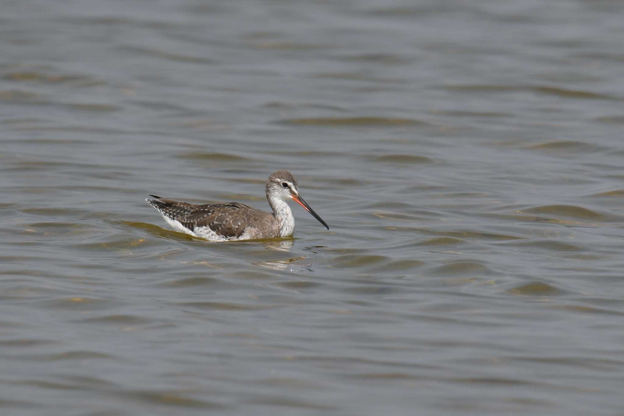 Spotted Redshank