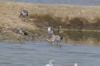 Common Redshank タイ Sat, 2/8/2020