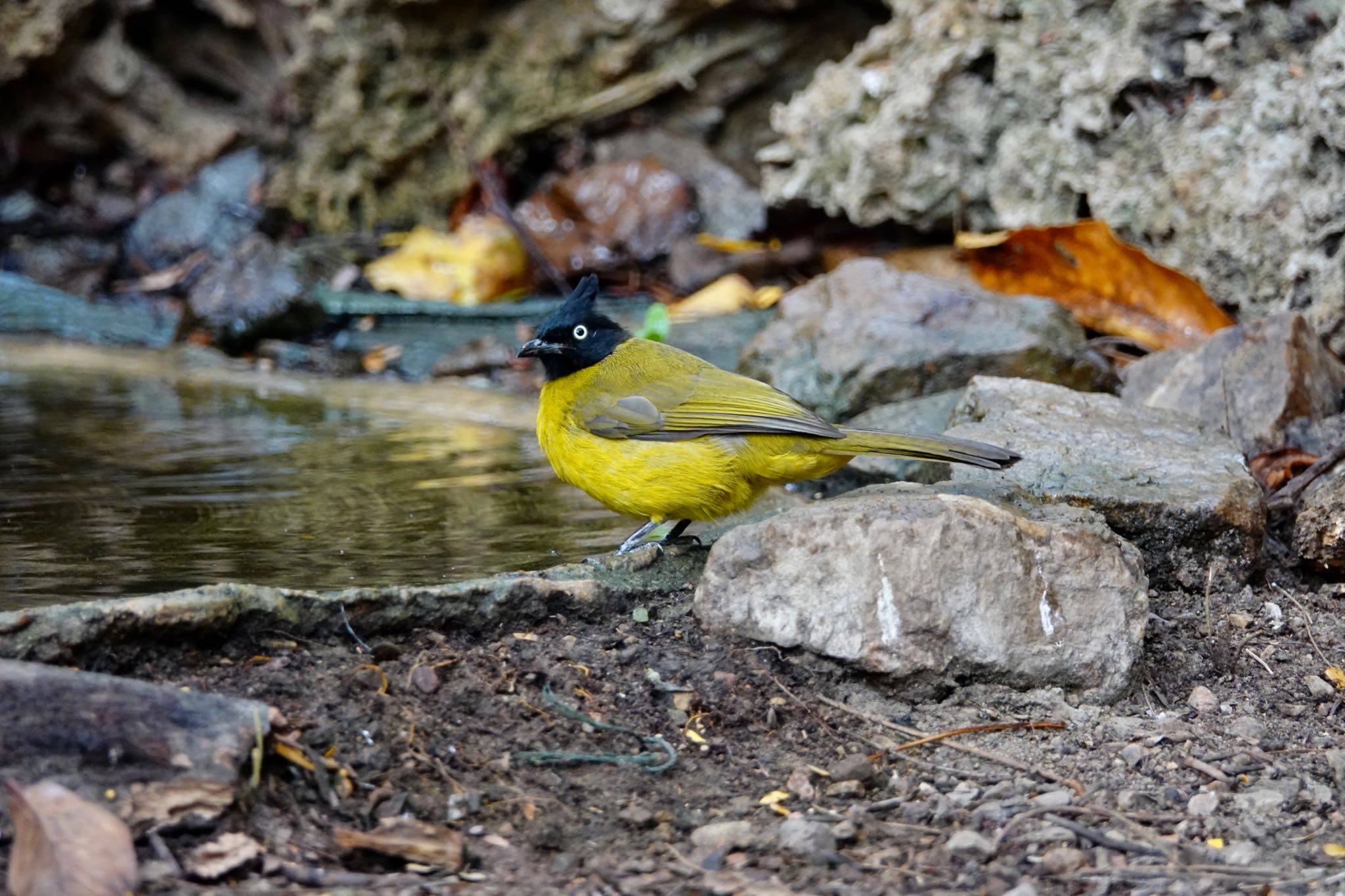 Photo of Black-crested Bulbul at タイ中部 by のどか