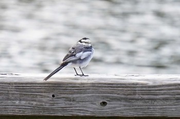 White Wagtail Akashi Park Thu, 2/27/2020