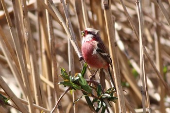 Siberian Long-tailed Rosefinch 多々良沼 Thu, 2/27/2020