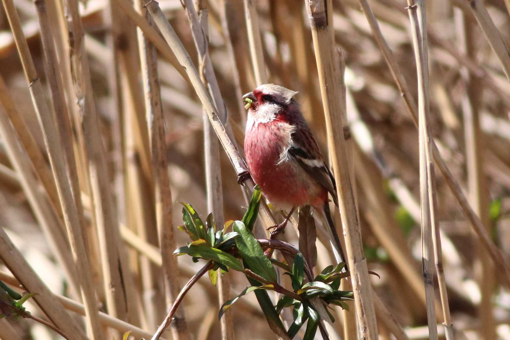 Siberian Long-tailed Rosefinch