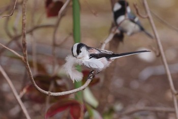 Long-tailed Tit 小平市 Sun, 3/6/2016