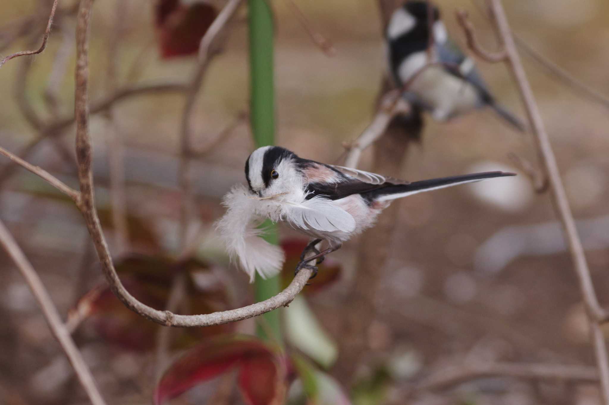 Photo of Long-tailed Tit at 小平市 by ごじゅうまつ