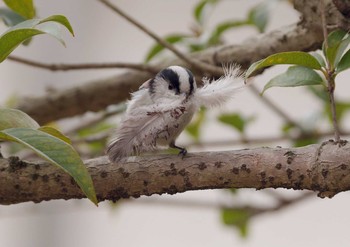 Long-tailed Tit 小平市 Tue, 3/8/2016