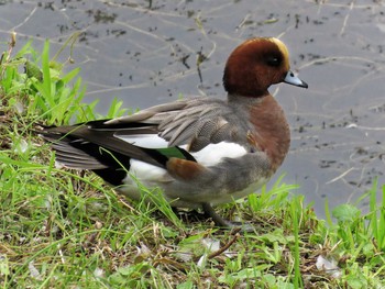 Eurasian Wigeon Imperial Palace Sat, 11/7/2015