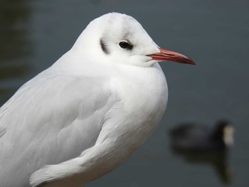 ユリカモメ 都立浮間公園 2020年2月22日(土)