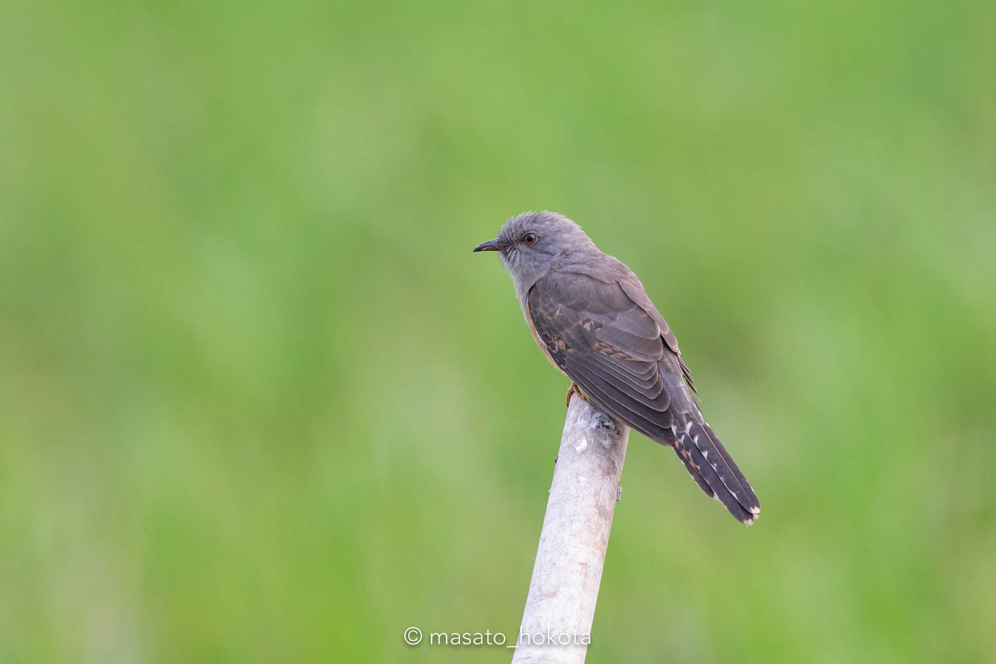 Photo of Plaintive Cuckoo at Pathum Thani experimental ricefields by Trio