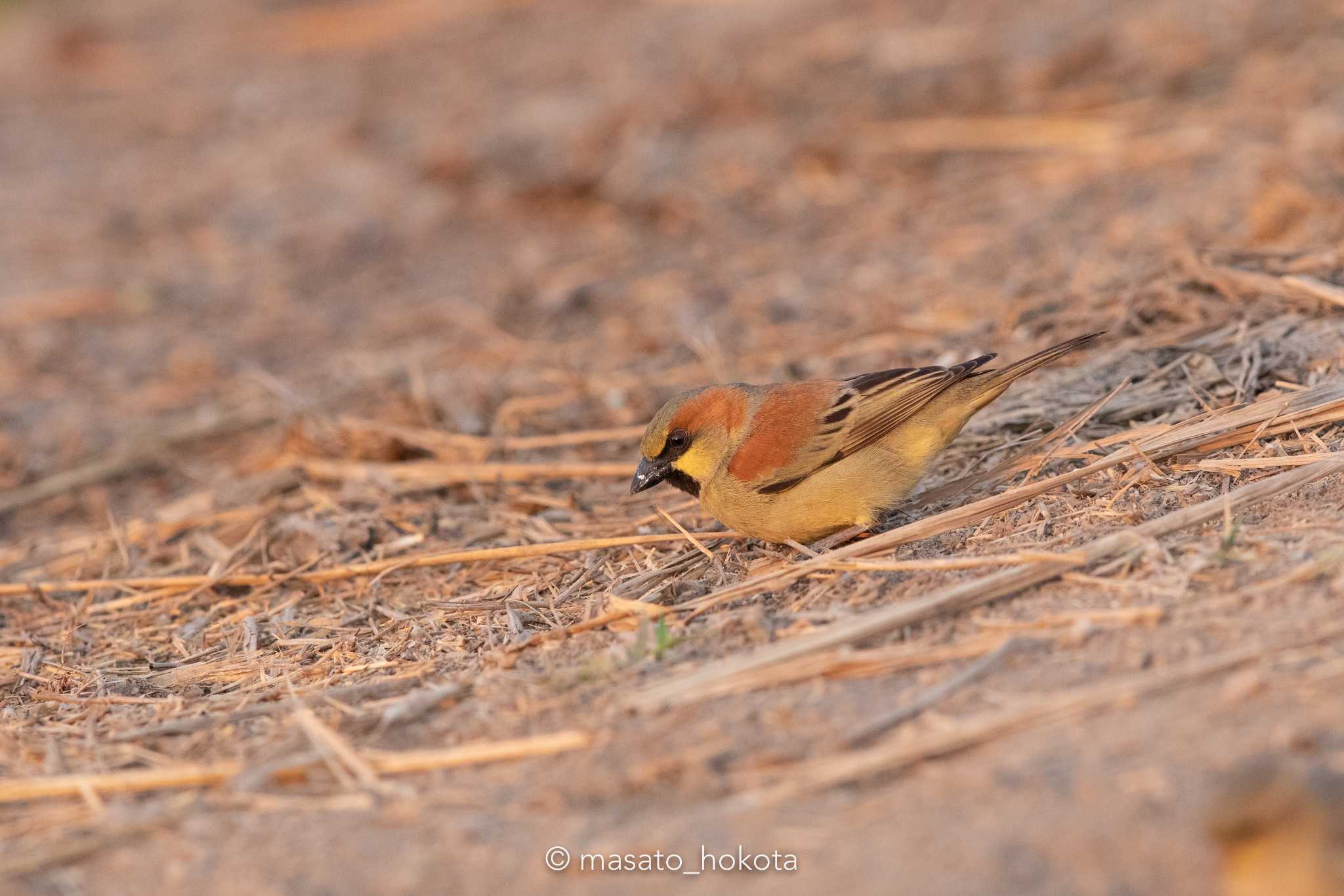 Plain-backed Sparrow