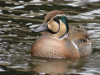 Baikal Teal 東京都文京区 Sat, 2/7/2015