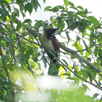 Chestnut-winged Cuckoo Jurong Lake Gardens Sun, 2/23/2020