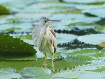 Yellow Bittern Gardens by the Bay (Singapore) Sun, 2/23/2020