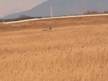 2020年2月27日(木) 渡良瀬遊水地の野鳥観察記録