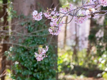 メジロ 泉の森公園 2020年2月27日(木)