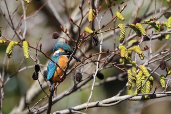 未同定 愛知県 知多半島 2020年2月27日(木)