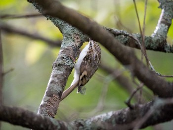 Eurasian Treecreeper Unknown Spots Unknown Date