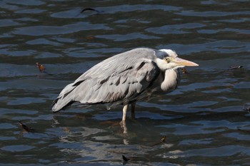 2020年2月27日(木) 三ツ池公園(横浜市鶴見区)の野鳥観察記録