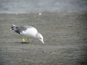 Black-tailed Gull Sambanze Tideland Sat, 9/13/2014