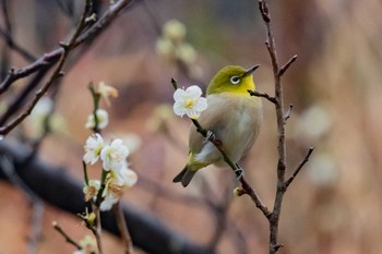 Warbling White-eye 和歌山県田辺市新庄総合公園 Sun, 2/16/2020