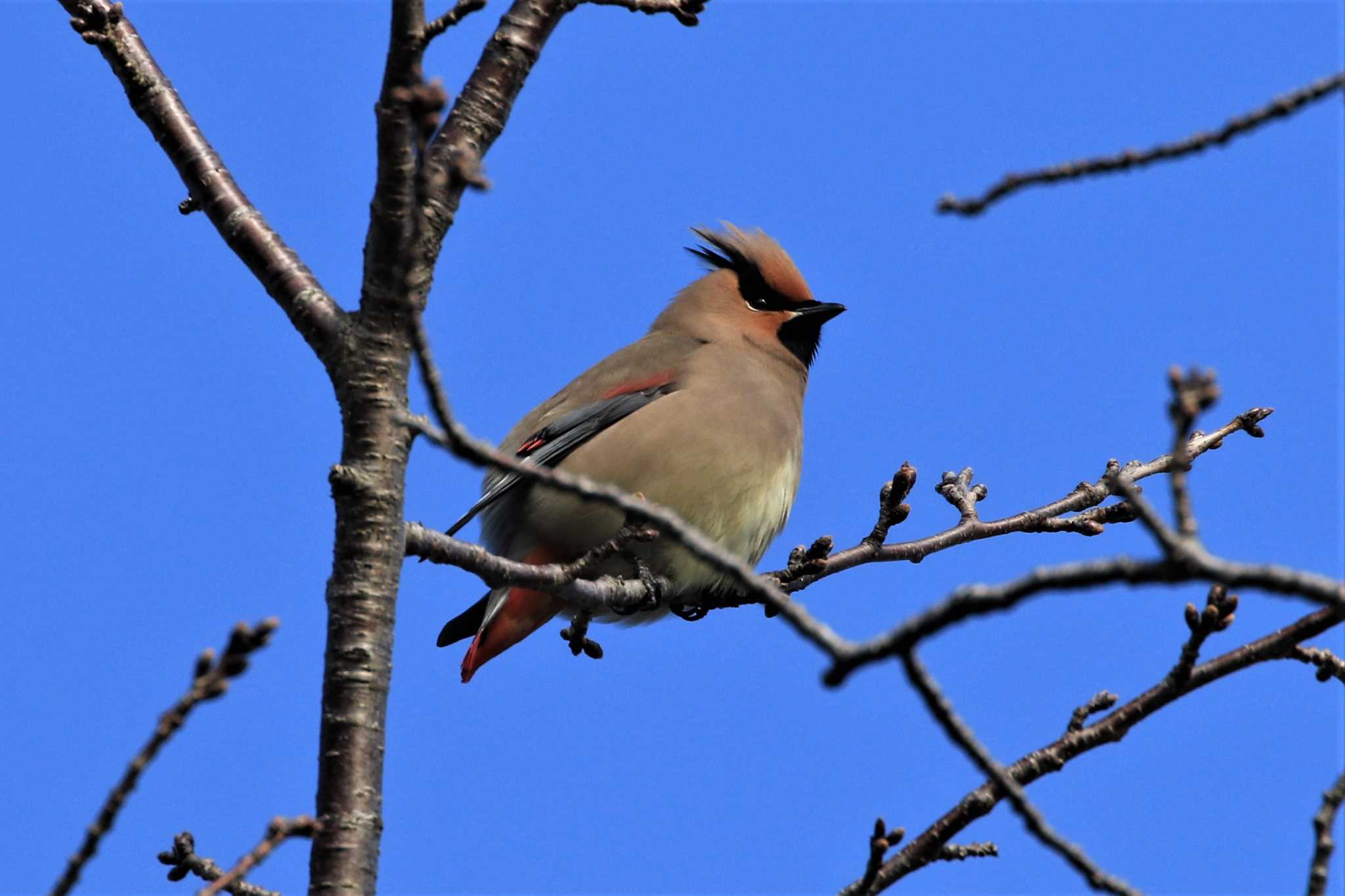 Photo of Japanese Waxwing at Higashitakane Forest park by ゆず大好き