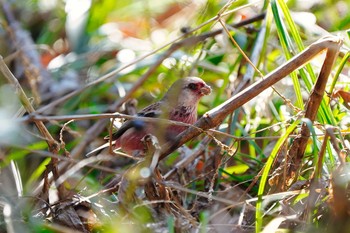 ベニマシコ 大麻生野鳥の森公園 2020年2月28日(金)