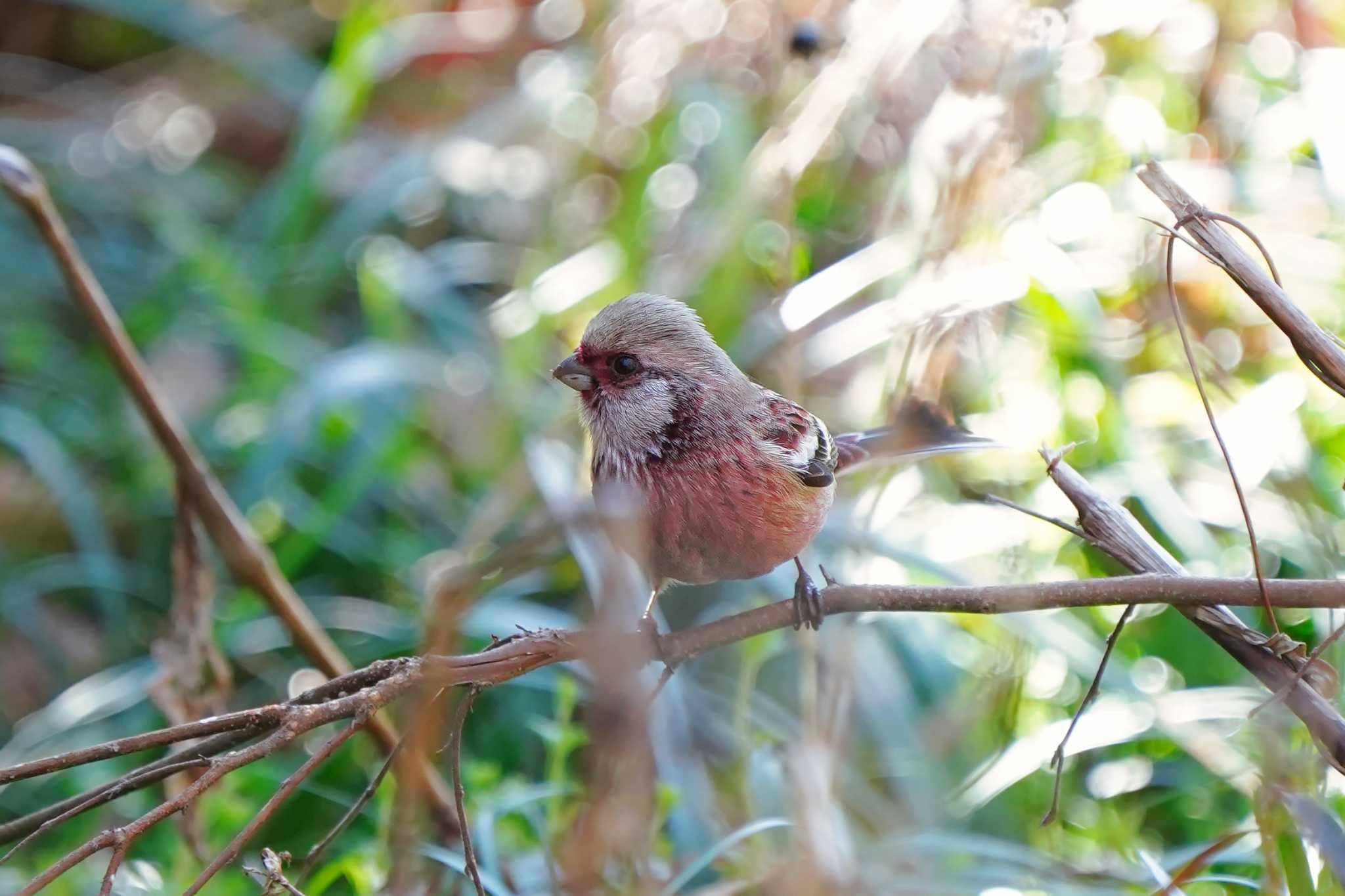 大麻生野鳥の森公園 ベニマシコの写真 by merumumu