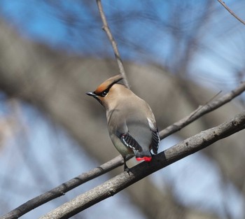 Japanese Waxwing 埼玉県 Sun, 2/23/2020