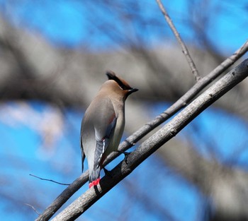 Japanese Waxwing 埼玉県 Sun, 2/23/2020