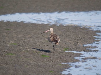 オオソリハシシギ ふなばし三番瀬海浜公園 2014年9月13日(土)