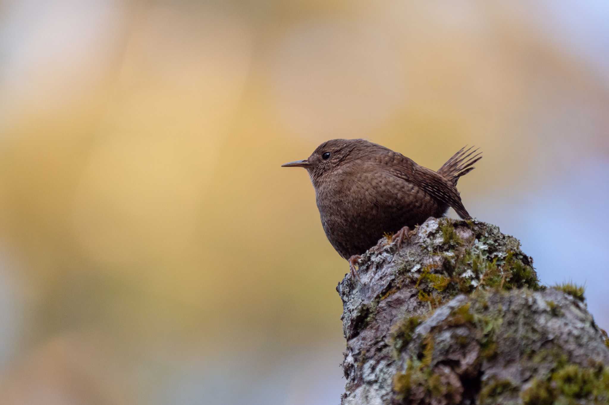 玉置神社 ミソサザイの写真 by  Lapolapola Birds