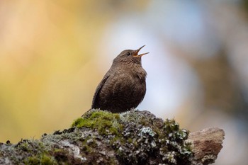 Eurasian Wren 玉置神社 Thu, 2/27/2020