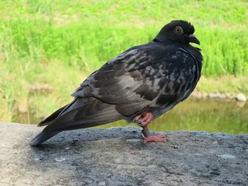 カワラバト 行徳野鳥保護区 2014年9月14日(日)