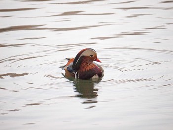 Mandarin Duck Inokashira Park Tue, 12/10/2013