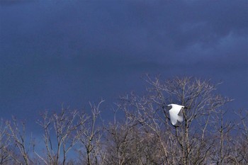 Little Egret 大沼親水公園 Thu, 2/27/2020